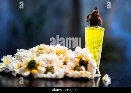 Duft oder Parfüm von gängiger Gänseblümchen oder englischer Gänseblümchen in einer Glasflasche zusammen mit einigen Gänseblümchen auf einem schwarzen Holzbrett, mit verschwommenem Hintergrund und Stockfoto