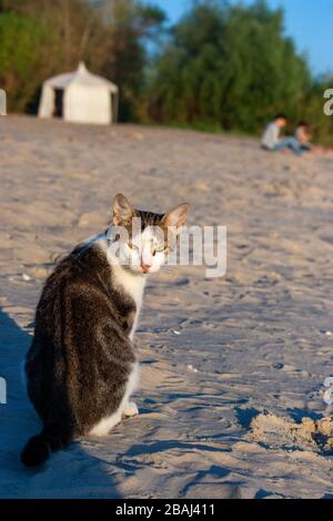 Portrait von niedlichen Kätzchen. Einsame obdachlose Katze vermisst den Strand. Stockfoto