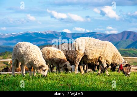 Auf der Alm weiden Ziegenbock und Schaf. Schöne Landschaft mit grünem Gras auf dem Hügel, ländlichem Tal und entferntem Grat in Abendlicht. Wunderfu Stockfoto