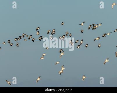 Masse von Lapwings und Schwarzköpfigen Gulls im Flug, im Winter; Somerset. Stockfoto