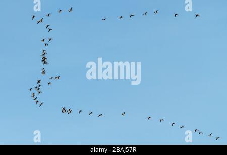 Skein von Pink-füßigen Gänsen, Anser brachyrhynchus, im Flug in V-Formation Wedge, Norfolk. Stockfoto