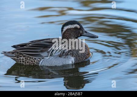 Männliches Garganey, Spatel querquedula, am See; seltener Brutvogel in Großbritannien. Stockfoto