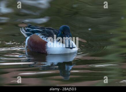 Männlich Northern shoveler, Spatel Clypeata, Schwimmen am See, Winter. Stockfoto