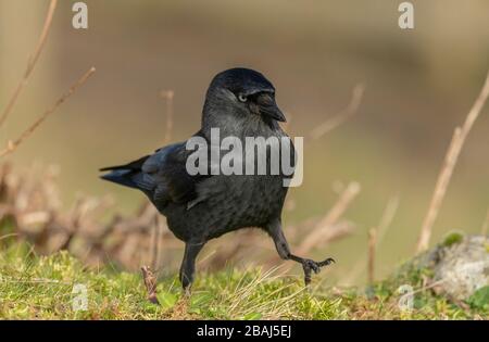 Europäischer Schakdaw, Corvus monedula, der im Winter in Grünland ernährt. Stockfoto