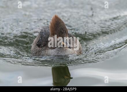 Frau Hooded Merganser, Lophodytes cucullatus, im Winter am See. Stockfoto