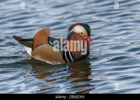 Mandarinente, Aix galericulata, im Winter am See. Ostasien. Stockfoto