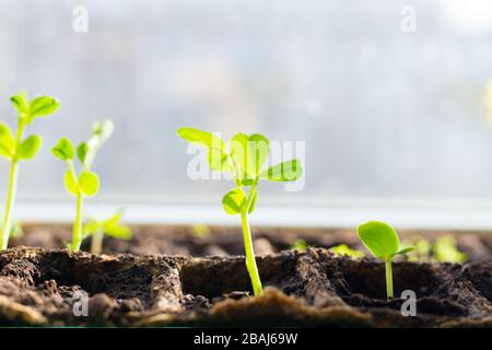 Junge Sämlinge in Tablett auf Fensterschweller Erbsen in Gewächshaus eingesät. Landwirtschaftskonzept Selective Focus Copy Space Spring Stockfoto
