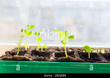 Junge Sämlinge in Tablett auf Fensterschweller Erbsen in Gewächshaus eingesät. Landwirtschaftskonzept Selective Focus Copy Space Spring Stockfoto