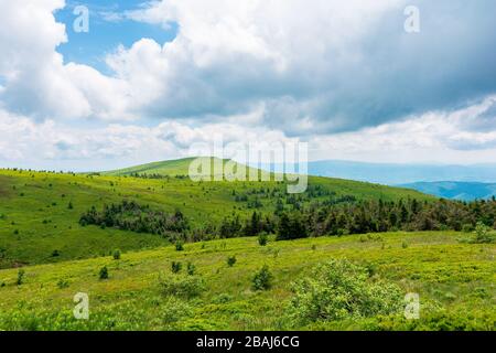 alpenwiesen von mnt. runa, ukraine. Nadelwald in der Ferne. Schöne Naturlandschaft der karpaten im Sommer. Bewölktes Wetter Stockfoto