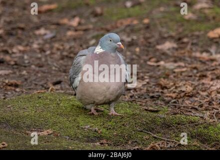 Holztaube, Columba-Palumbus, die sich im Winterwald auf dem Boden ernährt. Stockfoto