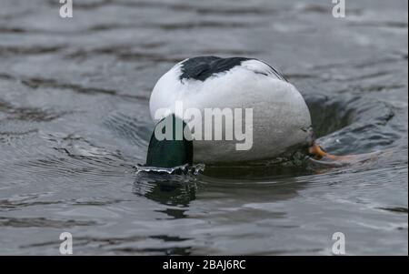 Goldeneye männlich, Bucephala clangula, beginnt im Winter auf dem See zu tauchen. Stockfoto