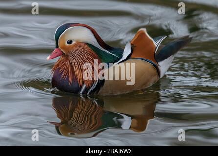 Mandarinente, Aix galericulata, im Winter am See. Ostasien. Stockfoto