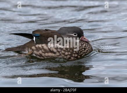 Weibliche Mandarinente, Aix galericulata, im Winter am See. Ostasien. Stockfoto