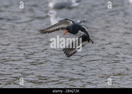 Oystercatcher, Haematopus ostralegus, im Winter an der Küste im Flug. Stockfoto