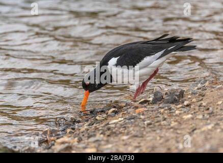 Oystercatcher, Haematopus ostralegus, Fütterung entlang der Küste der Lagune. Stockfoto