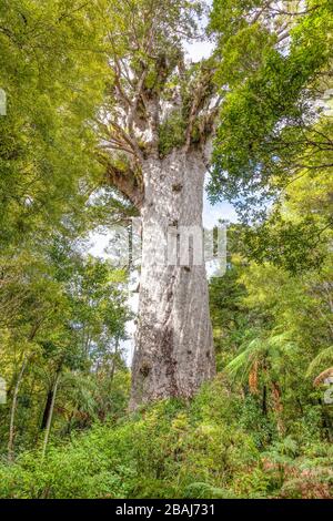 Tane Mahuta, auch Lord ot God of the Forest genannt, ist ein riesiger Kauribaum (Agathis australis) im Waipoua Forest der Northland Region, Neuseeland. Stockfoto