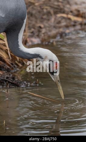 Ein seltener und gefährdeter Kran mit weißer Noppe, Antigone vipio, trinkt im Pool. Stockfoto