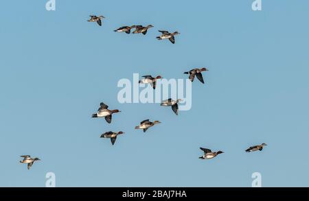 Flock of Veron, Mareca penelope, in Flight, Somerset Levels. Stockfoto