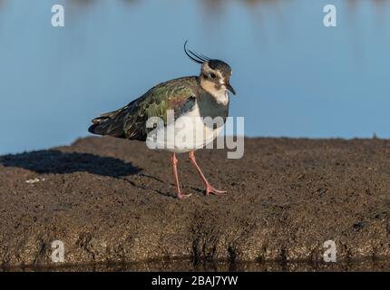 Der nördliche Lapwing, Vanellus vanellus, ernährt sich im Winter von schlammiger Insel in der Küstenlagune, Dorset. Stockfoto