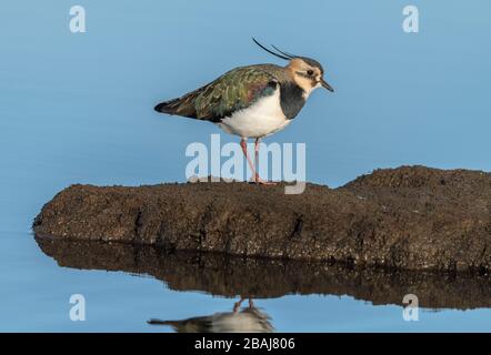 Der nördliche Lapwing, Vanellus vanellus, ernährt sich im Winter von schlammiger Insel in der Küstenlagune, Dorset. Stockfoto