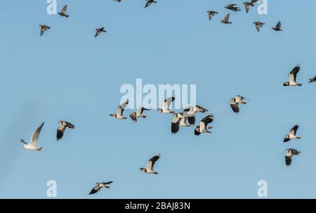 Nördliche Lapwing, Vanellus vanellus, Starlinge und eine schwarze Möwe, im Winter im Flug, Dorset. Stockfoto