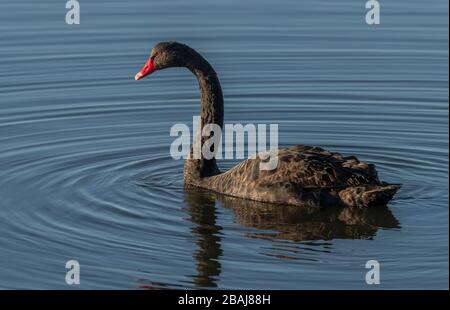 Schwarzer Schwan, Cygnus atratus, der sich in einer ruhigen flachen Küstenlagune in Weymouth, Dorset, ernährt Stockfoto