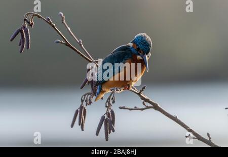 Gemeinsamer Eisvogel, Alcedo atthis, in Erlen gehüpft, überhängender See. Blashford, Hampshire. Stockfoto