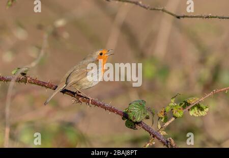European Robin, Erithacus rubecula, Gesang aus Bramble Patch, Hampshire. Stockfoto