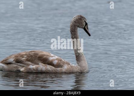 Unreife Mute Swan am See, im Winter. Stockfoto