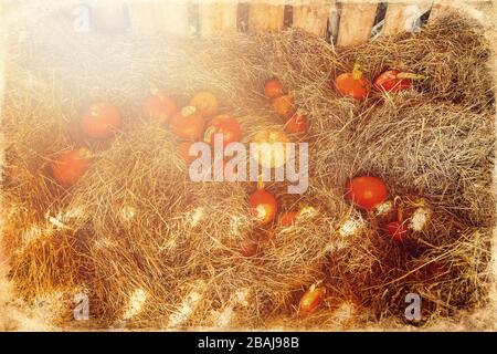 Viele hokaido-kürbisse auf dem Herbstvorrat auf Strohhalm, alter Fotoeffekt. Stockfoto