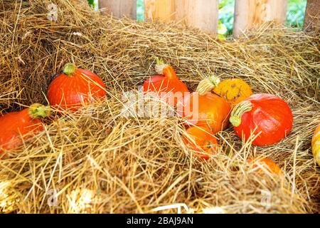 Viele hokaido-kürbisse auf der Herbst-Uskladnena na Strohhalm. Stockfoto