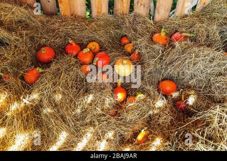 Viele hokaido-kürbisse auf der Herbst-Uskladnena na Strohhalm. Stockfoto