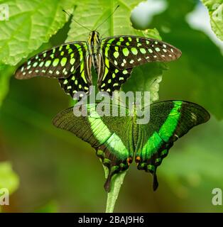 Zwei tropische Schmetterlinge Emerald Swallowtail (Papilio palinurus) und Tailed Jay (Graphium agamemnon) sitzen nebeneinander auf Blatt, tierischem Insekt Stockfoto