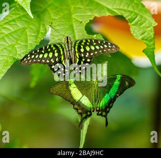 Zwei tropische Schmetterlinge Emerald Swallowtail (Papilio palinurus) und Tailed Jay (Graphium agamemnon) sitzen nebeneinander auf Blatt, tierischem Insekt Stockfoto