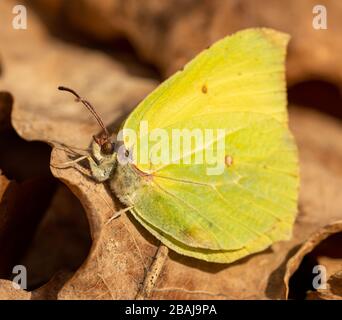 Detail gelber Schmetterling gemeiner Brimstone (Gonepteryx rhamni) auf trockenem Blatt sitzend, tierisches Insektenmakro Stockfoto