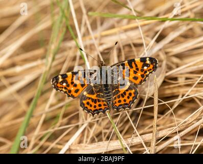 Braune orangefarbene Schmetterlingskarte (Araschnia levana) auf trockenem Gras sitzend, Makro von Tierinsekten Stockfoto