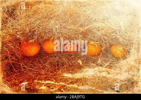 Viele hokaido-kürbisse auf dem Herbstvorrat auf Strohhalm, alter Fotoeffekt. Stockfoto