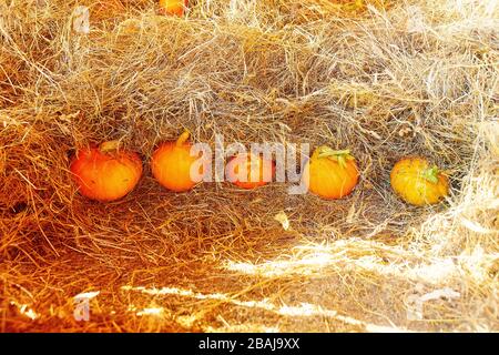 Viele hokaido-kürbisse auf der Herbst-Uskladnena na Strohhalm. Stockfoto