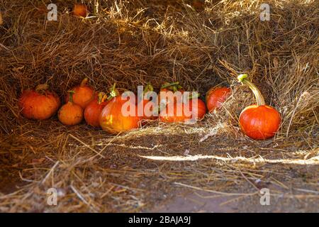 Viele hokaido-kürbisse auf der Herbst-Uskladnena na Strohhalm. Stockfoto