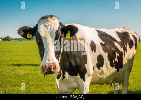 Niederländische Kühgruppe auf der Wiese im Noordoostpolder Flevoland während des Frühlings in den Niederlanden Stockfoto