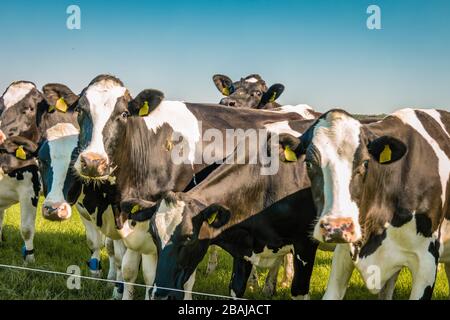 Niederländische Kühgruppe auf der Wiese im Noordoostpolder Flevoland während des Frühlings in den Niederlanden Stockfoto