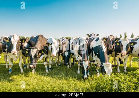Niederländische Kühgruppe auf der Wiese im Noordoostpolder Flevoland während des Frühlings in den Niederlanden Stockfoto