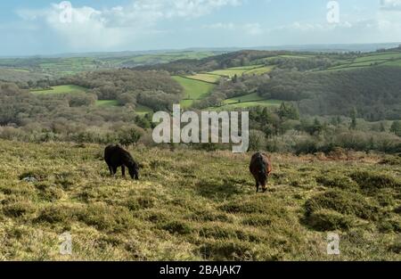 Dartmoor-Ponys weiden Moorflächen am Aish Tor im Südosten von Dartmoor. Stockfoto