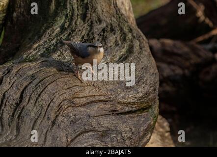 Eurasischer Nuthatch, Sitta europaea, thront auf altem Holzklog. Stockfoto