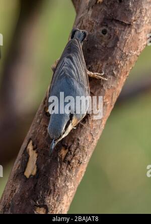 Eurasischer Nuthatch, Sitta europaea, thront auf der Scots Pine Branch. Stockfoto