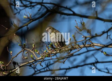 Weibliche Siskin, Spinus Spinus, im Baum gehobelt, früher Frühling; Dorset. Stockfoto