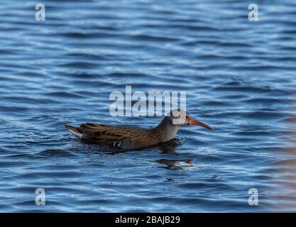 Wasserralle, Rallus aquaticus, Schwimmen zwischen Schilfbeeten, Radipole, Dorset. Stockfoto