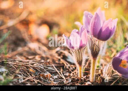 Weißrussland. Wilde Frühlingsblumen Pulsatilla Patens. Blühende Pflanze In Der Familie Ranunulaceen, Gebürtig Aus Europa, Russland, Der Mongolei, China, Kanada Und United Stockfoto