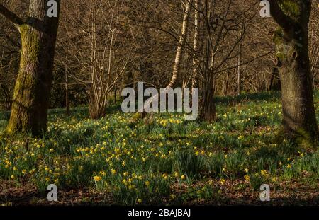 Wild Daffodils, Narcissus pseudonarcissus ssp. Pseudonarcissus, in Tanpits Coppice (Teil von Bere Stream SSSI), Dorset. Stockfoto