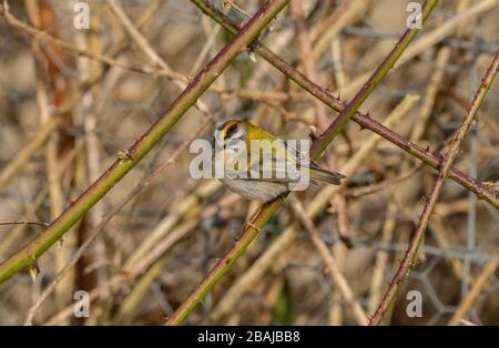 Gewöhnliche firekrest, Regulus ignicapilla, überwintert in einem Garten, Dorset. Stockfoto